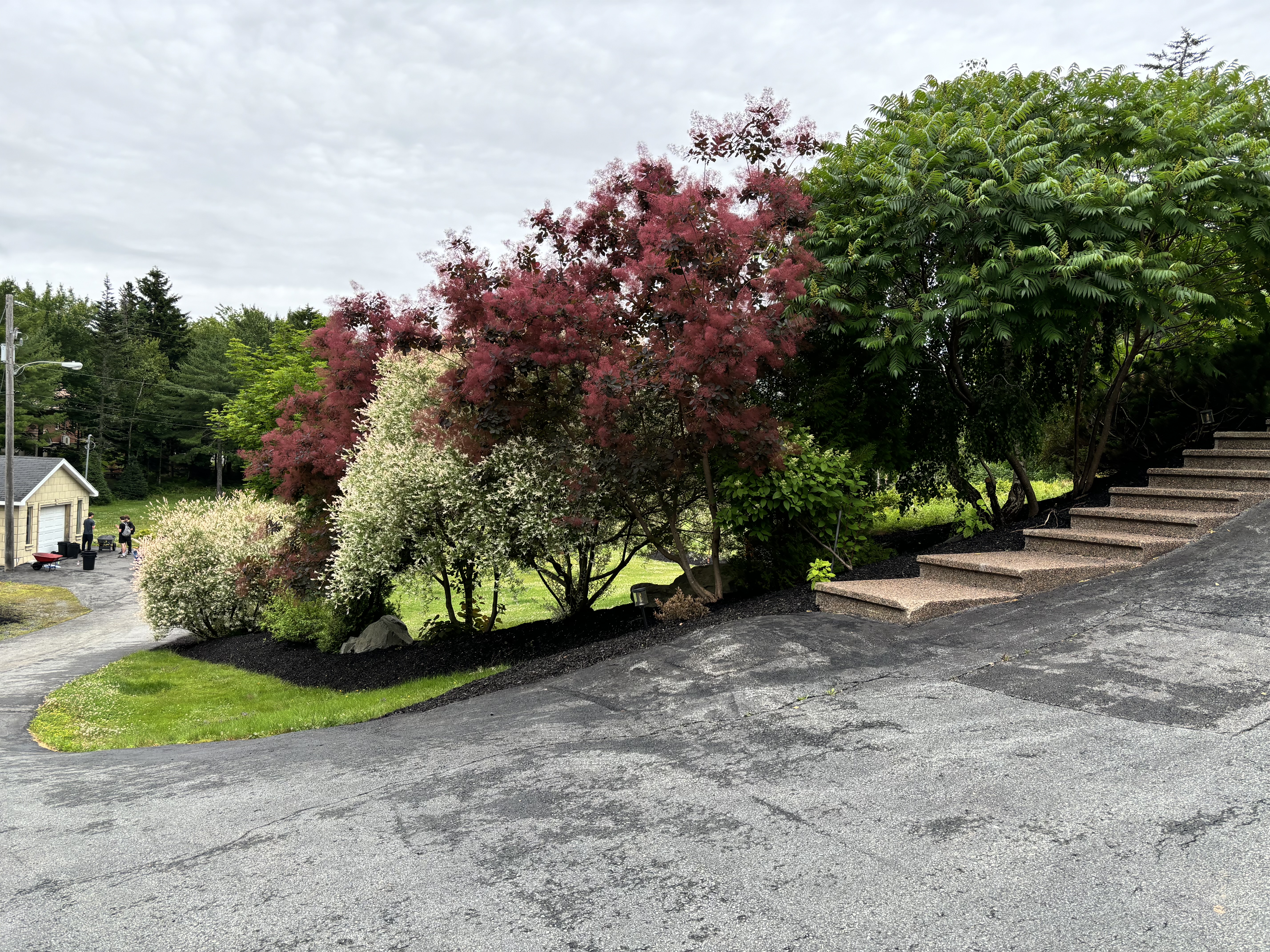 Ornamental garden bed with smoke tree and staghorn sumac in black mulch beside stone stairs — Dunbrack's Outdoor Services, Halifax NS