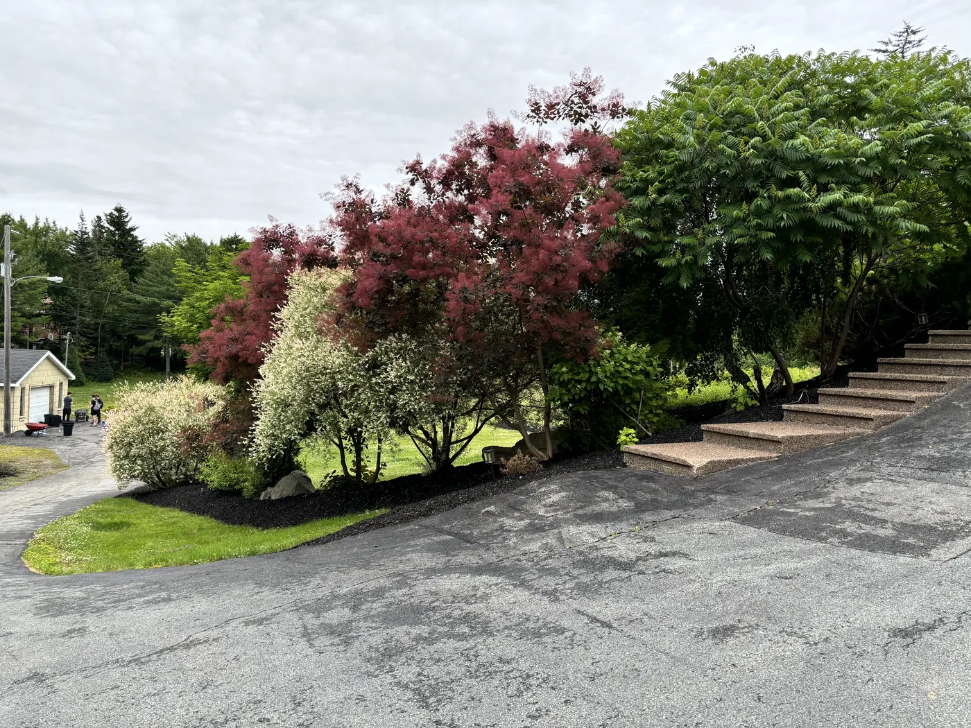 Ornamental garden bed with smoke tree and staghorn sumac in black mulch beside stone stairs — Dunbrack's Outdoor Services, Halifax NS